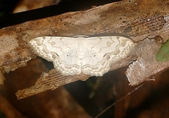 Scopula propinquaria