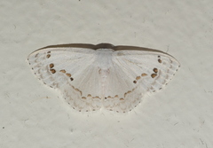 Teldenia specca