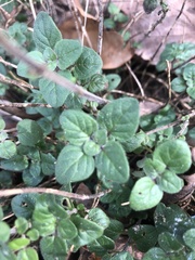 Origanum majorana