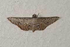 Hypolamprus