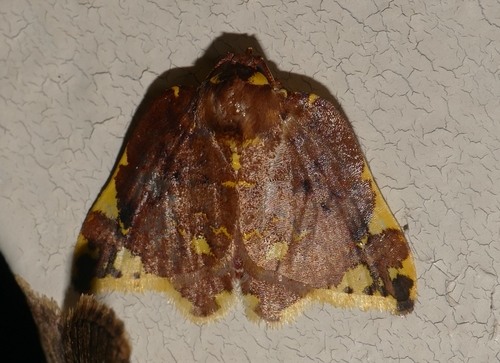 Genus Cossedia · iNaturalist
