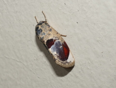 Calymera picta