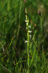 Spiranthes aestivalis