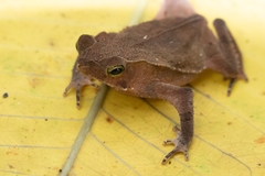 Rhinella margaritifera