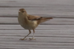 Acrocephalus scirpaceus