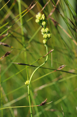 Tofieldia calyculata