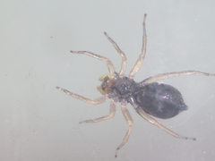 Phintella bifurcilinea