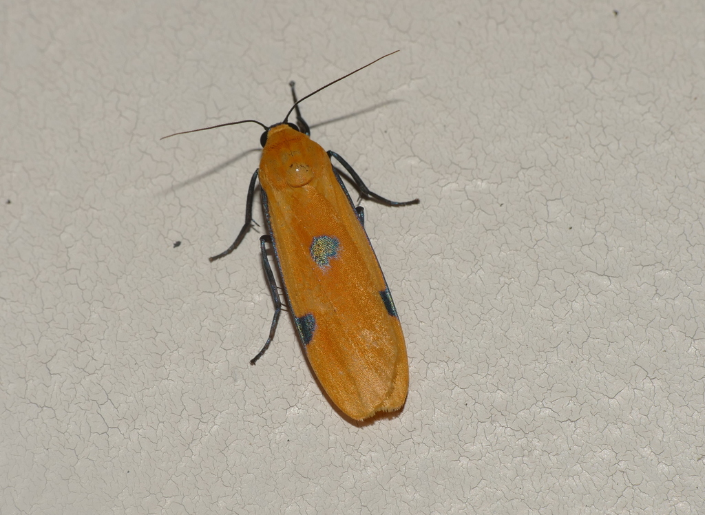 Conilepia