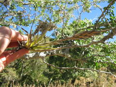 Tillandsia achyrostachys