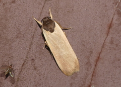Dubatoloviana trimacula