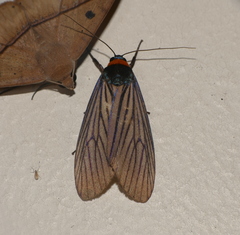 Macrobrochis staudingeri