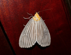 Neochera dominia