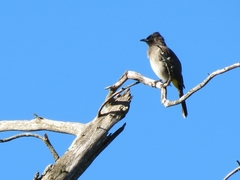Pycnonotus barbatus layardi