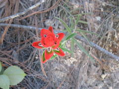 Castilleja nervata