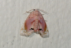 Holocryptis nymphula