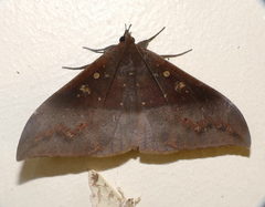 Ischyja