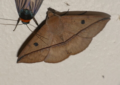 Ugia sundana