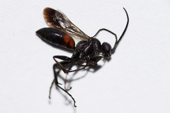 Ammosphex michiganensis