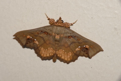 Lopharthrum comprimens