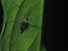 Eucharitinae