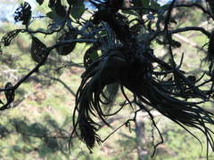 Tillandsia seleriana