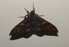 Ischyja