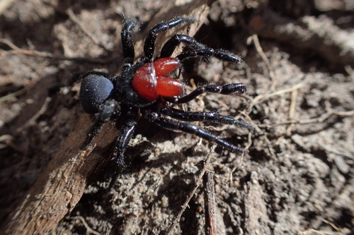 Red-headed Mouse Spider
