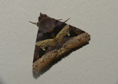 Avatha bubo