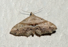 Hypenagonia