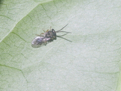 Eucharitinae