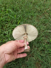 Chlorophyllum molybdites