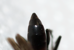 Ammosphex michiganensis