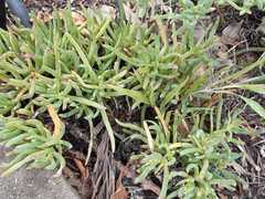 Magnoliopsida