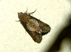 Lophoptera