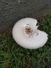 Chlorophyllum molybdites