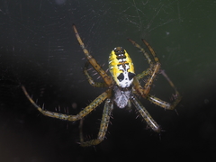 Cyrtophora cylindroides