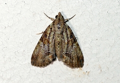 Lophoptera