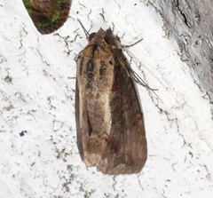 Lophoptera