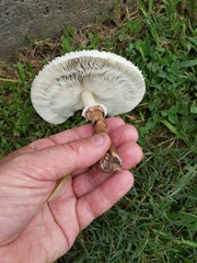 Chlorophyllum molybdites