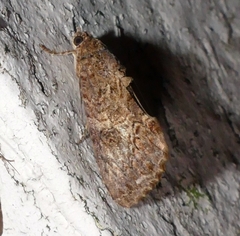 Odontodes