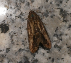 Odontodes
