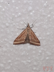 Microtheoris ophionalis