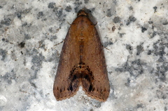 Odontodes