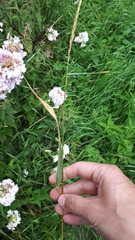 Puccinia graminis