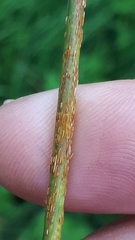Puccinia graminis