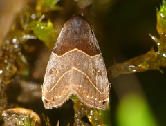 Rivula basalis