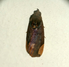 Chrysopera combinans