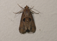 Lophoptera