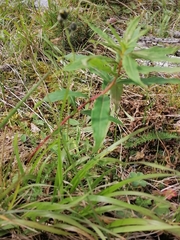 Koenigia alpina