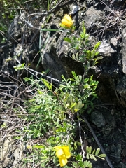 Chamaecrista greggii